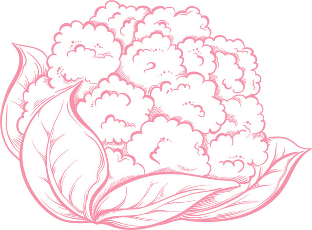 矢量手绘线描棉花