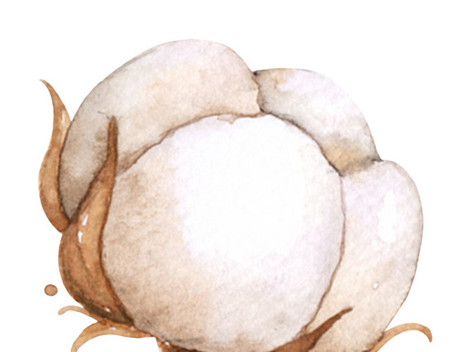 白色的棉花PNG