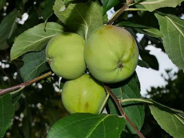 苹果树 绿色 水果 树 苹果 性质 关闭 科 青苹果 夏季