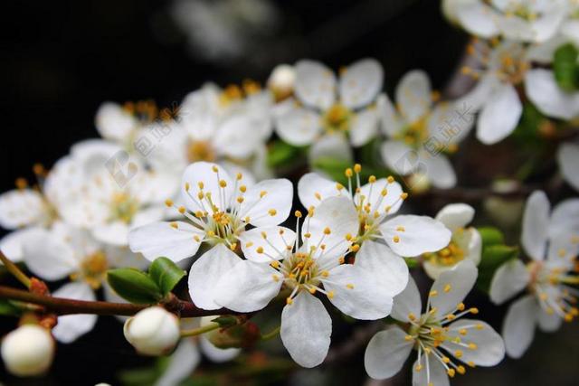 MIRABELKA 鲜花和米拉贝尔李子 梅花 花 白 春 白花