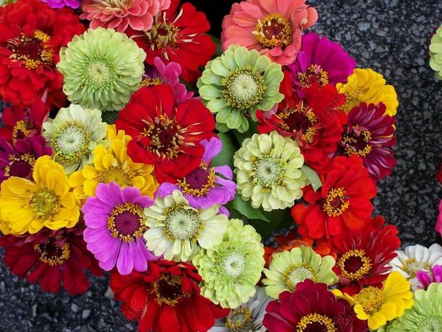 百日草 束 鲜花 开花 多彩 花 花瓣 花束 切 光明