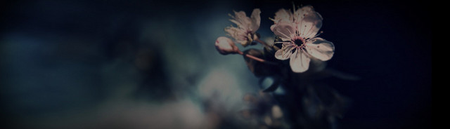 暗色桃花背景
