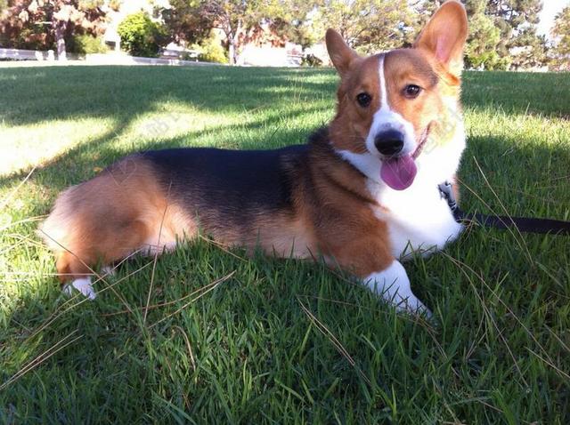 柯基犬图片 狗 草坪 宠物 家养 纯繁 小狗 哺乳动物