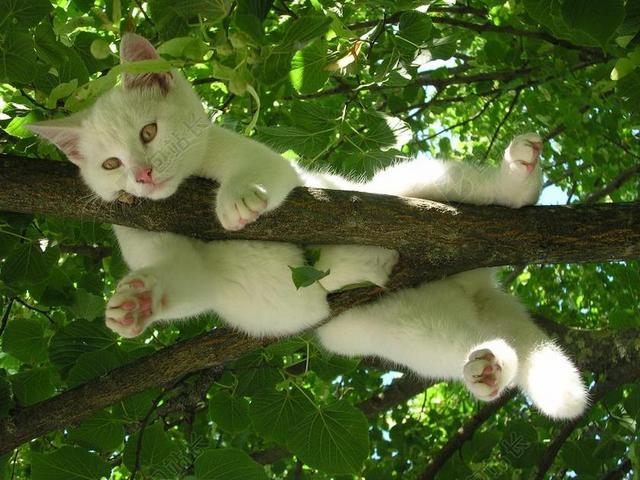 白色自然猫在爬树户外背景图片