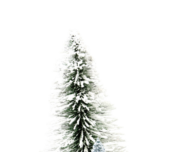 雪天松树