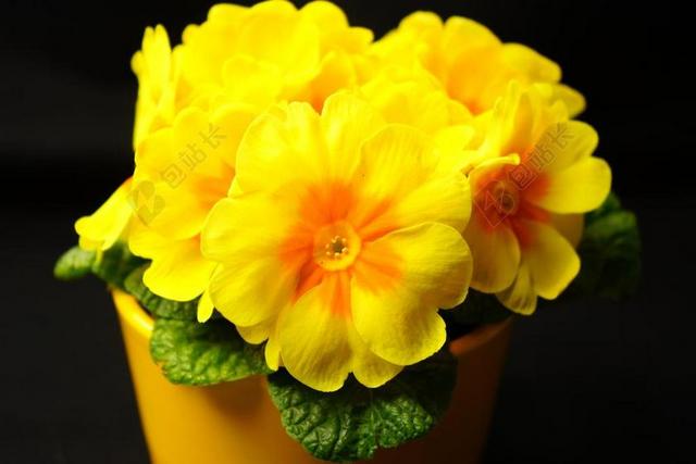 报春花 报春 开花 黄色 月见草温室 PRIMULACEAE