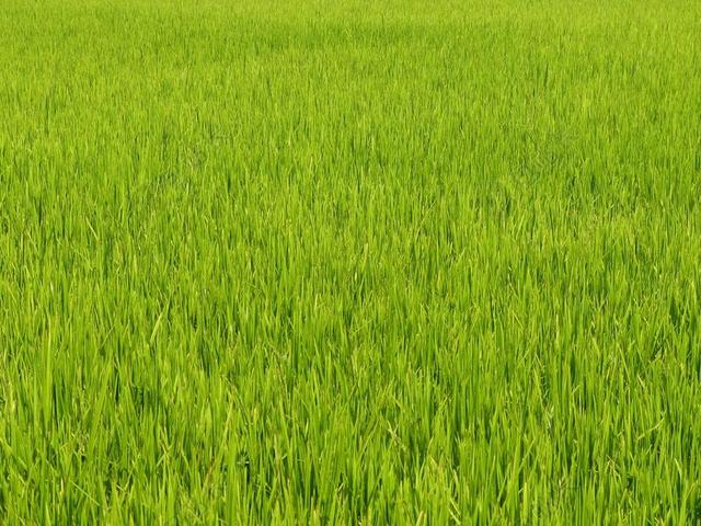 绿色农业自然稻田景观种植园背景图片