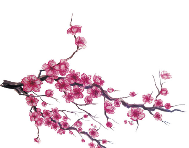 手绘日本樱花