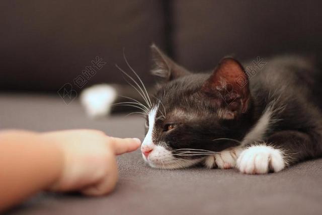 黑白慵懒休憩中的猫背景图片