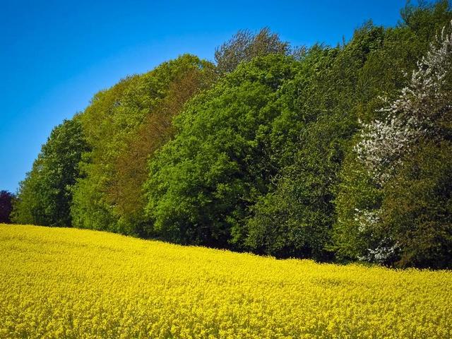 油菜籽场 油菜 黄色 厂 开花 景观 性质 森林 字段