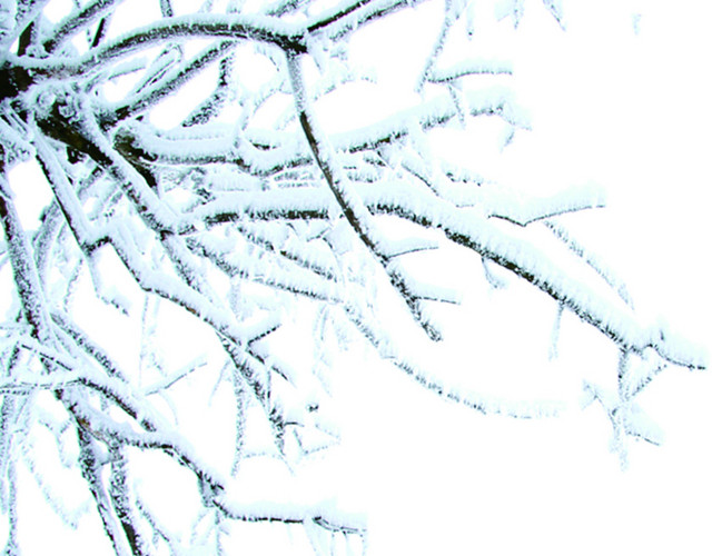 冬日雪枝素材