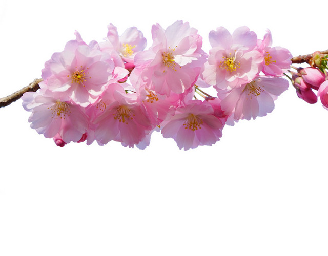 日本樱花