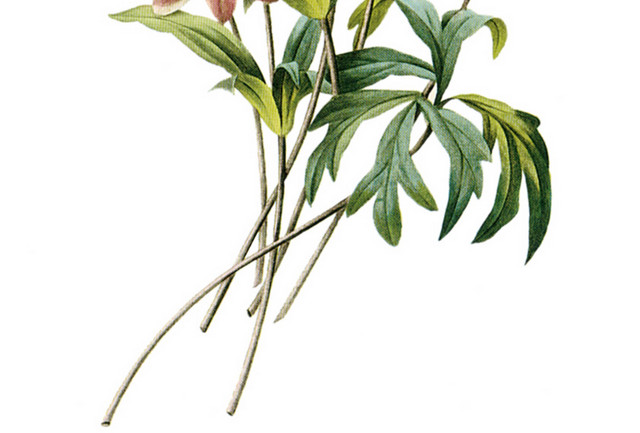 手绘花