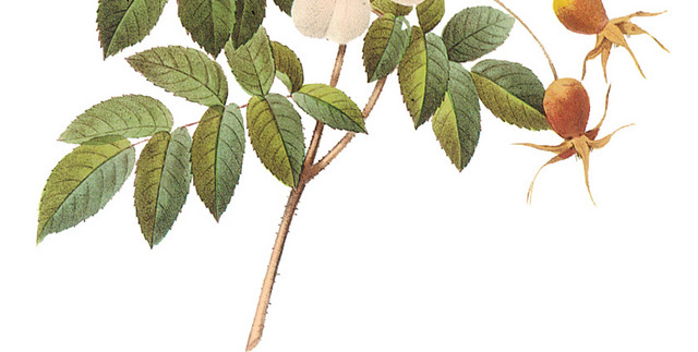 欧式手绘鲜花装饰