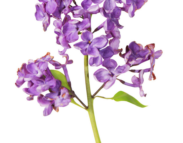 漂亮藏红花花枝