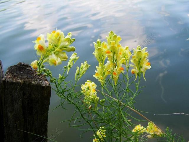 野生金鱼草 黄色 阿格拉植物