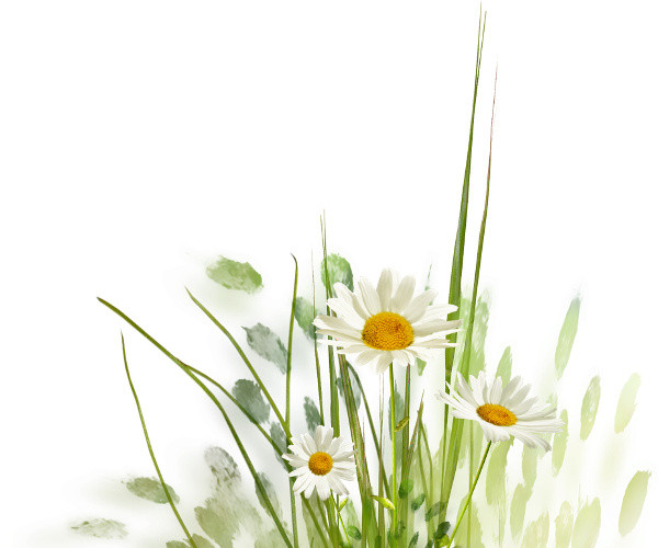 鲜花 花丛 花束 小草 草