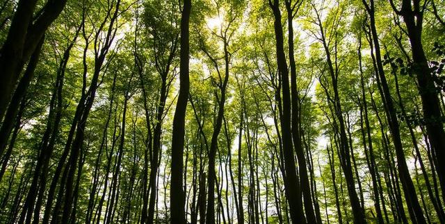 树 阳光 夏天 森林 自然 绿色 光 景区 森林树木