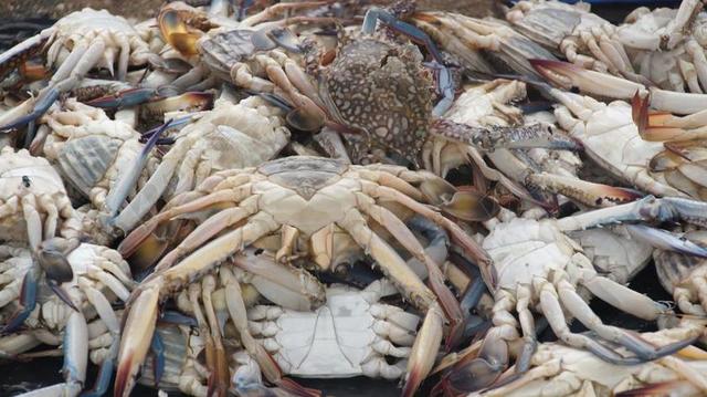 海鲜 螃蟹 食品 吃 美食 地中海 菲舍尔 捕鱼