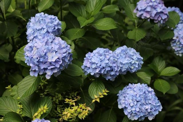繡球花 花草 花