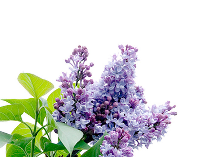 薰衣草花