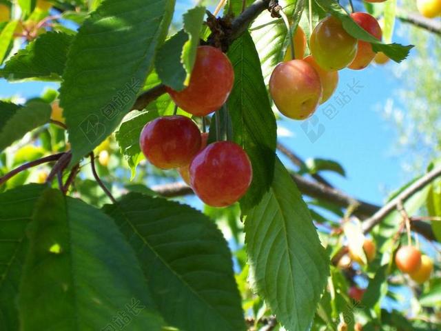樱桃 水果 甜樱桃 夏季 果树 花园 叶子 美味 红色