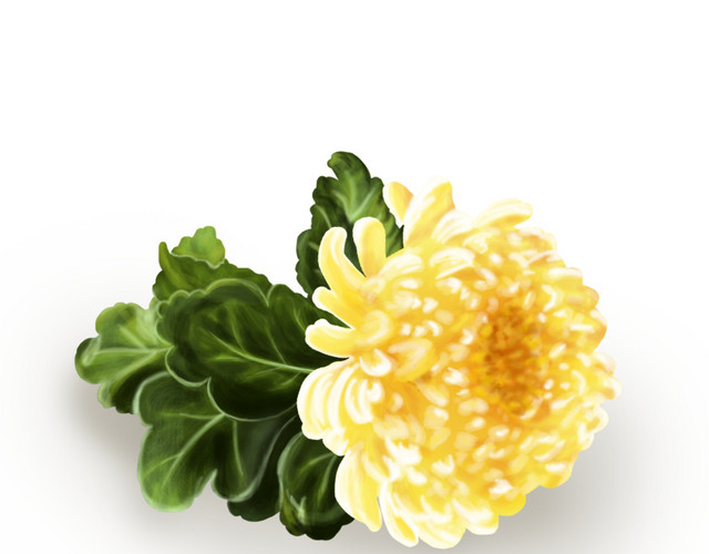 重阳节老人节菊花手绘插画PSD