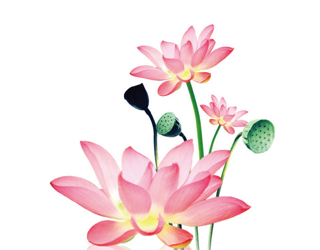 荷花