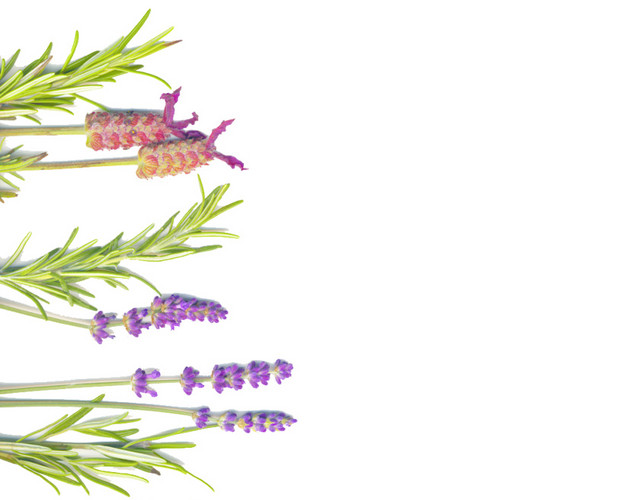 绿叶薰衣草素材背景