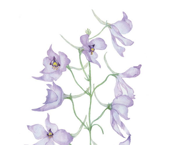 手绘翠雀花