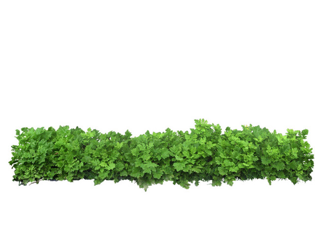 绿色植物小草