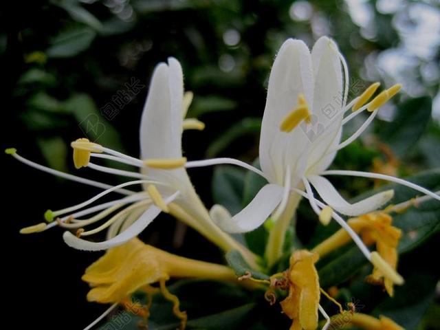 黄白农业自然植物鲜花背景图片