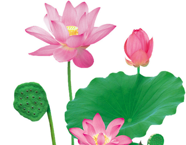 荷花