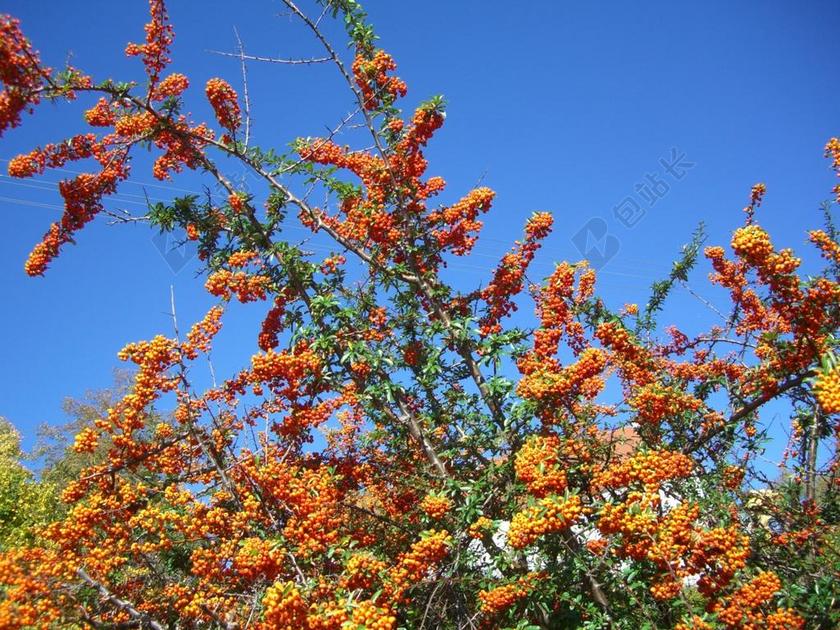 沙棘 布什 浆果 水果 橙色 天空蓝
