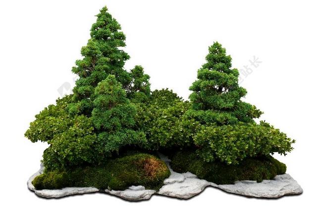 绿色植物清新小小盆景绿植装饰植物背景图片