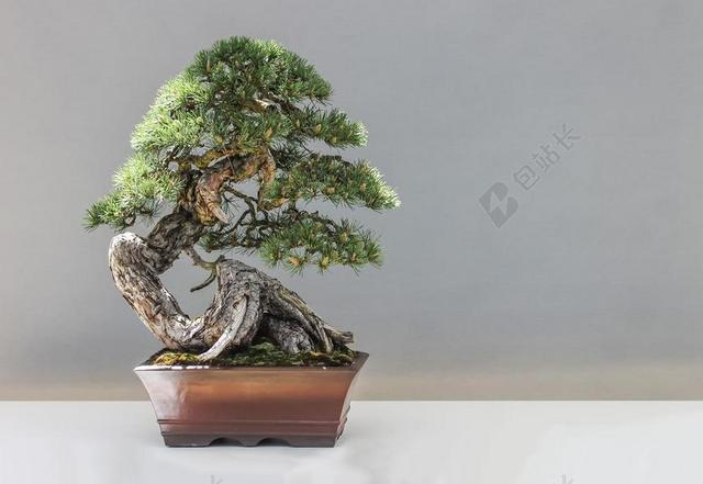 盆景 松 植物 文化 艺术的 观赏植物 园艺 日本