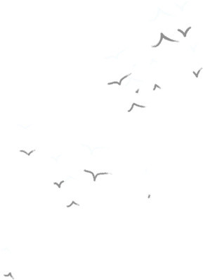 鸟