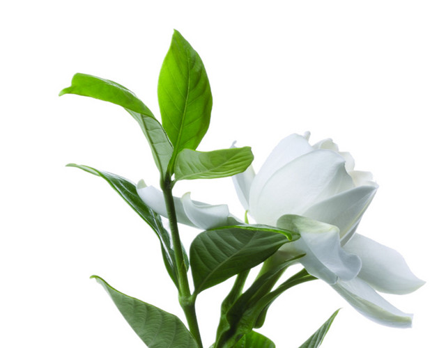 有绿色叶子的花