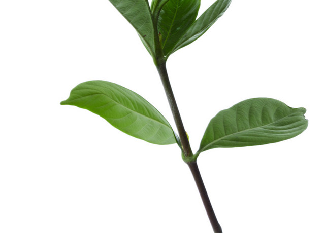 有绿色叶子的花