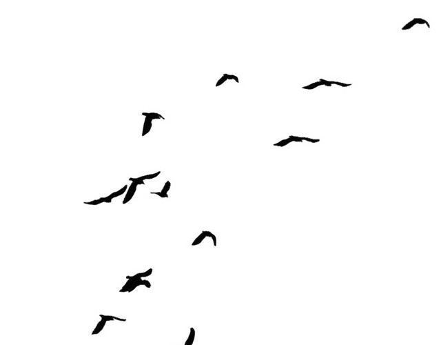 鸟黑色剪影