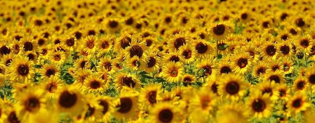 向日葵 夏季 花园 开花 黄色 昆虫 性质 授粉 关闭