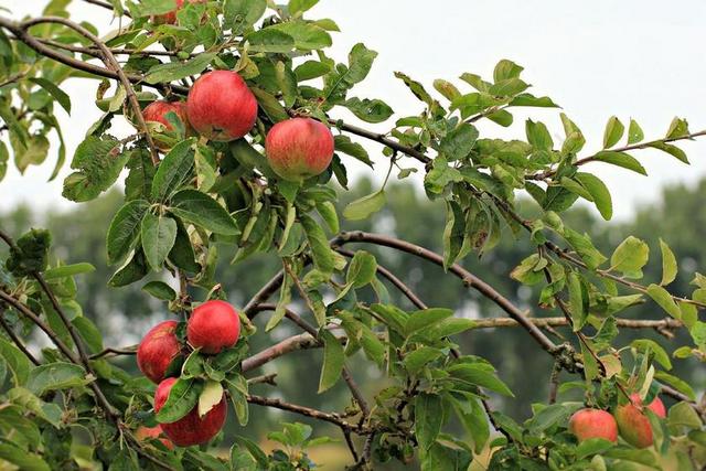 苹果 水果 食品 健康 新鲜 红色 自然 收获 吃 果园