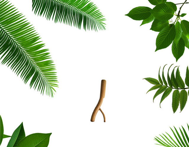 绿叶 植物 PNG