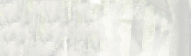 树木 森林 背景BANNER