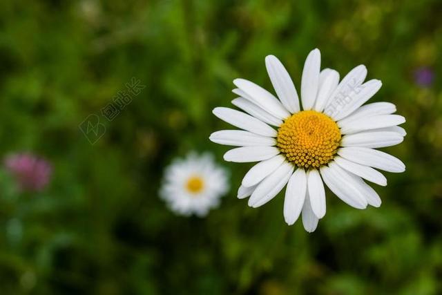 黛西 花卉 白 夏季 洋甘菊 白色的花 中间黄色 特写