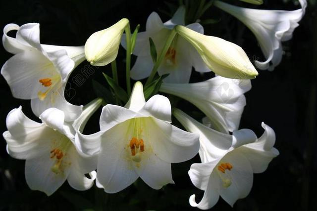 鲜花 百合花 束 开花 白 盛开 自然 花的 花园 花束