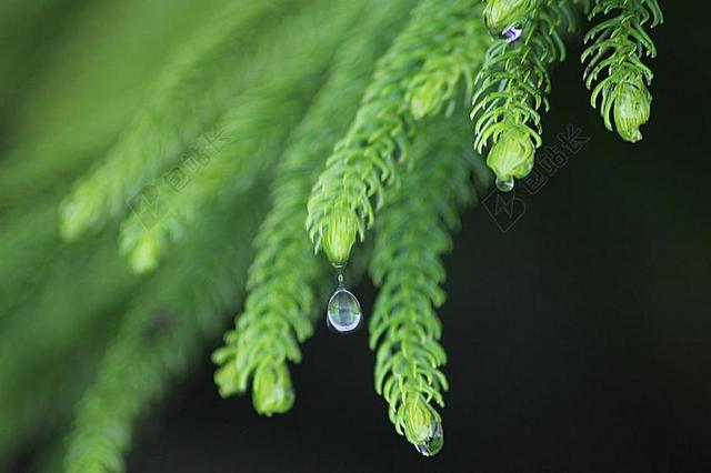 叶 雨 自然 滴液植物叶子 水 植物 有机 植物学 草本植物