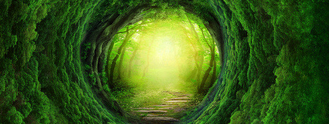 梦幻森林BANNER背景