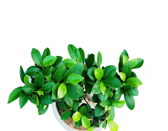 植物精美盆栽