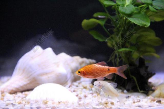 鱼 游行 水底 热带鱼 螺 生命 水榕 生物